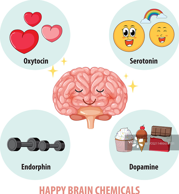 人体解剖中的健康大脑化学物质图片素材