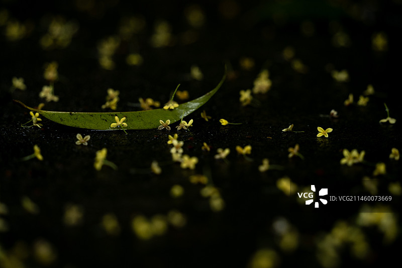 唯美桂花图片素材