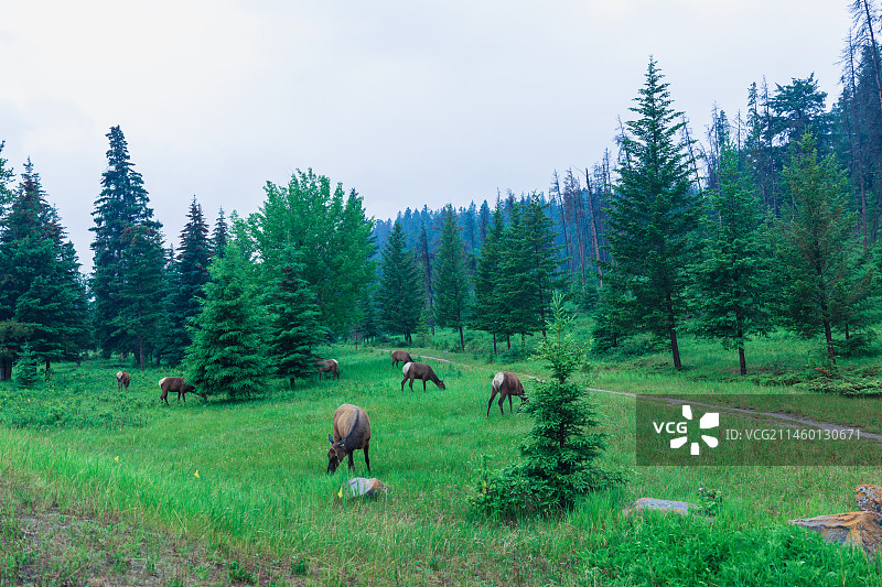 草地上正在吃草的一群加拿大马鹿（ELK）图片素材