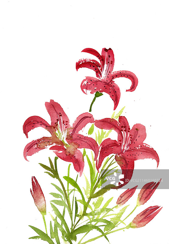 麝香百合花图片素材