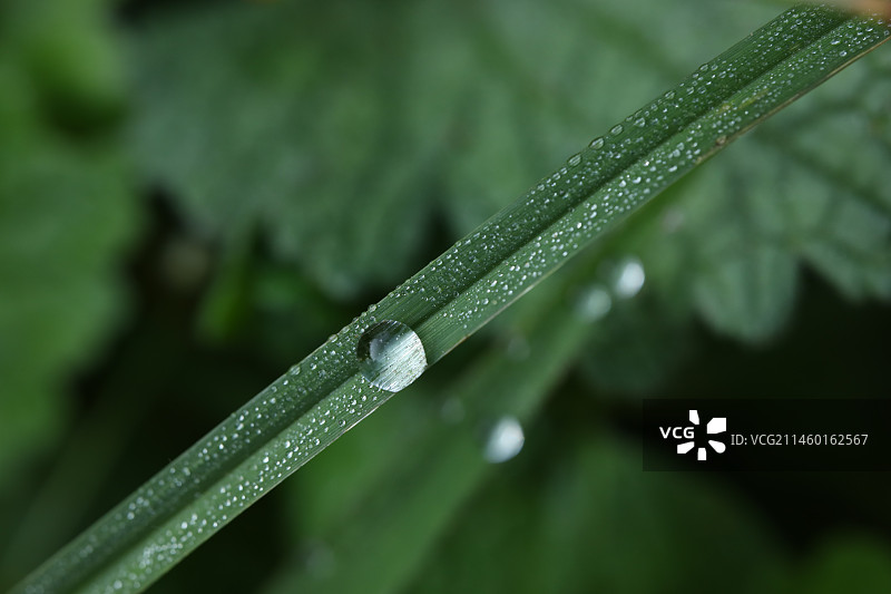 清晨公园青草上的露水图片素材