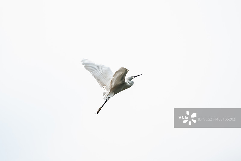 成都清水河边的白鹭图片素材