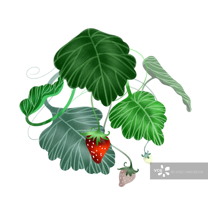 草莓图片素材