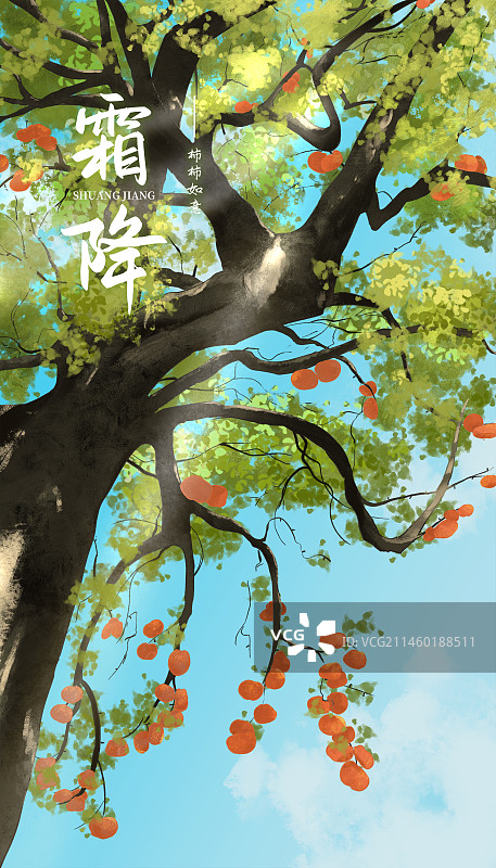 霜降节气仰视柿子树图片素材