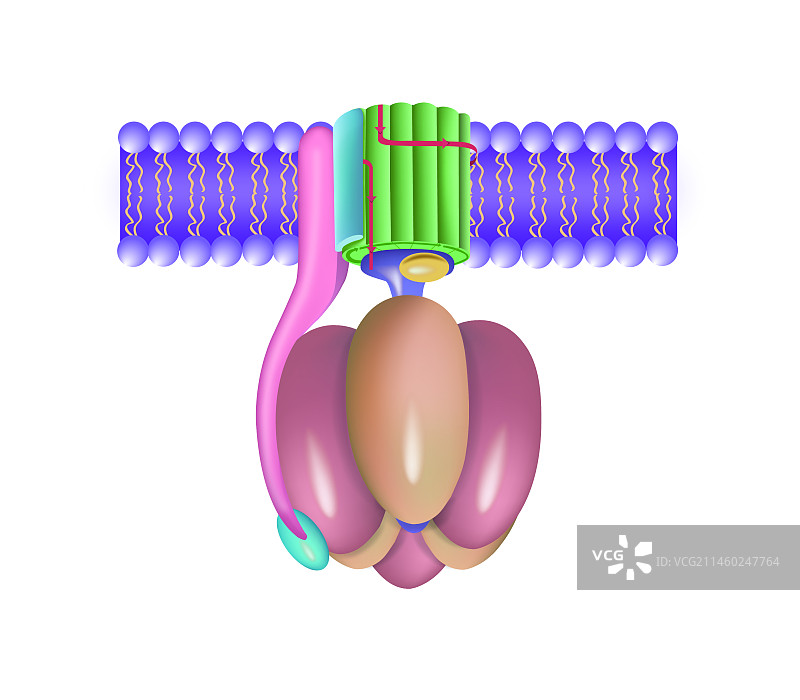 ATP合酶图片素材