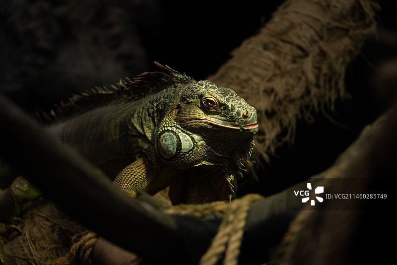 上野动物园图片素材