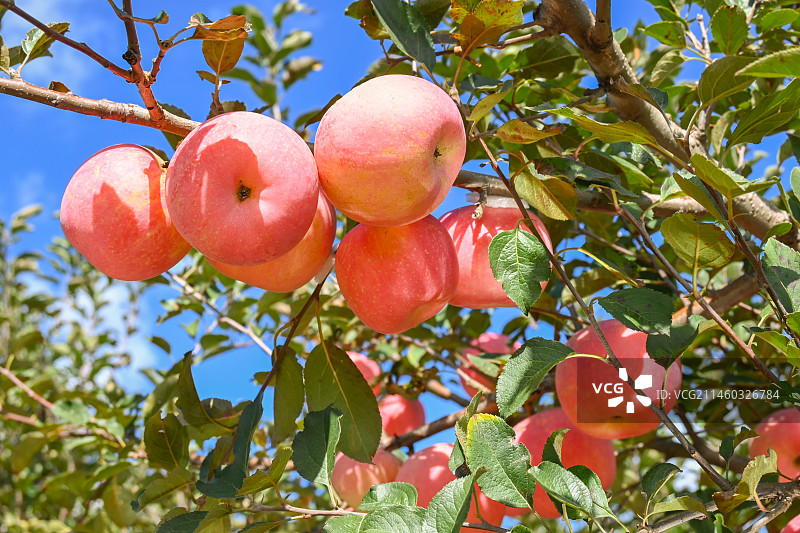 烟台红富士苹果图片素材