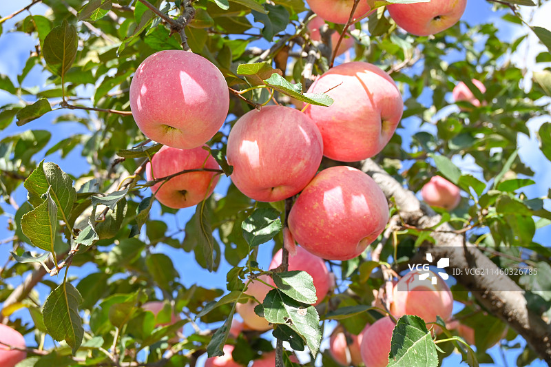 烟台红富士苹果图片素材