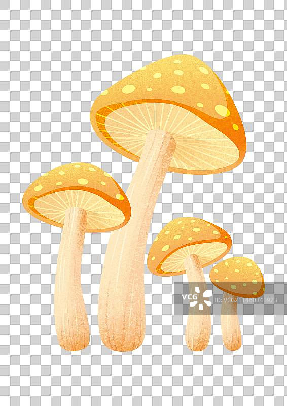 卡通植物蘑菇菌类插画元素图片素材
