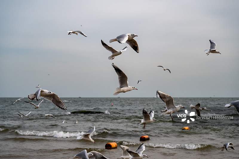 北戴河海岸秋日风光图片素材