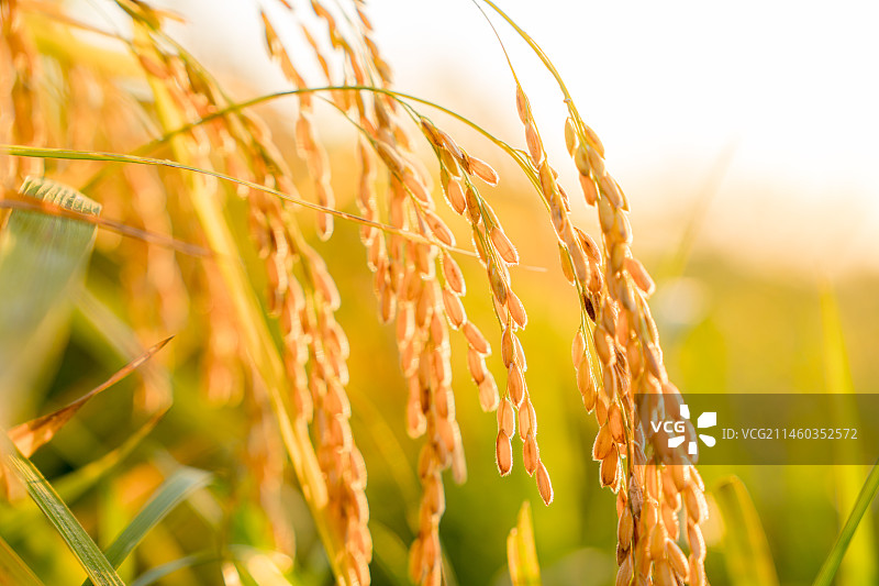 黑龙江哈尔滨五常市五常大米秋收航拍图片素材