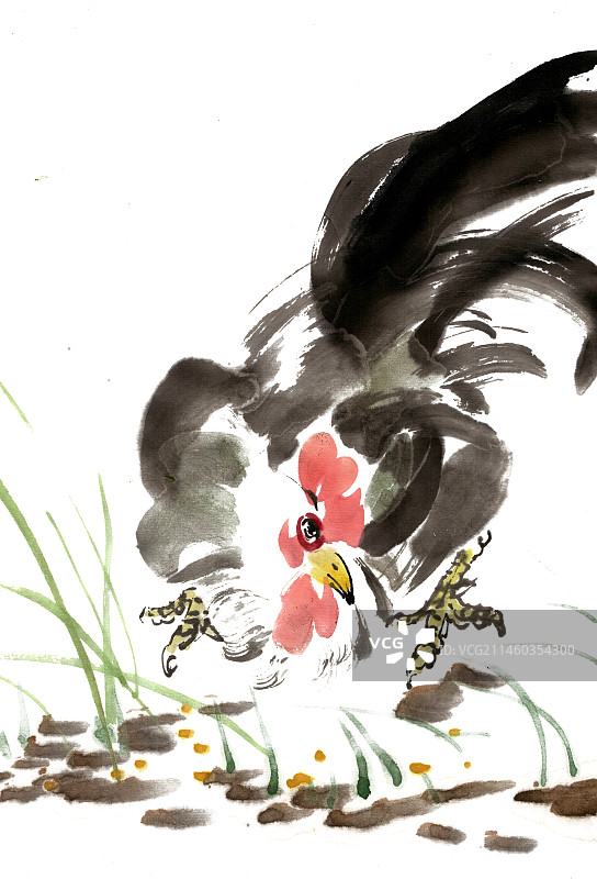 觅食的公鸡图片素材