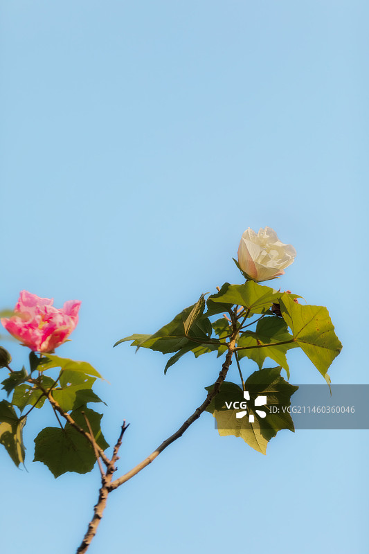木芙蓉图片素材