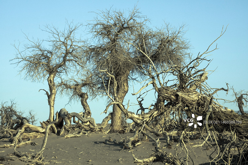居延海怪樹林图片素材