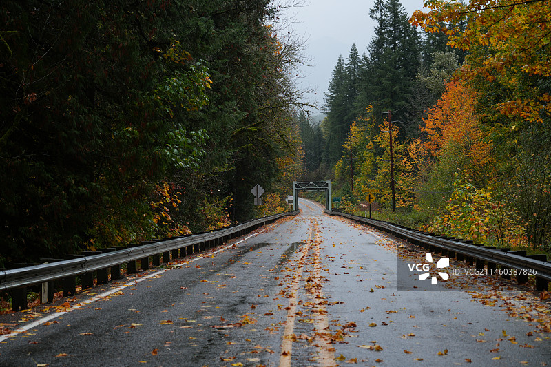 新能源汽车广告背景图 秋天森林里的树木顶着天空图片素材