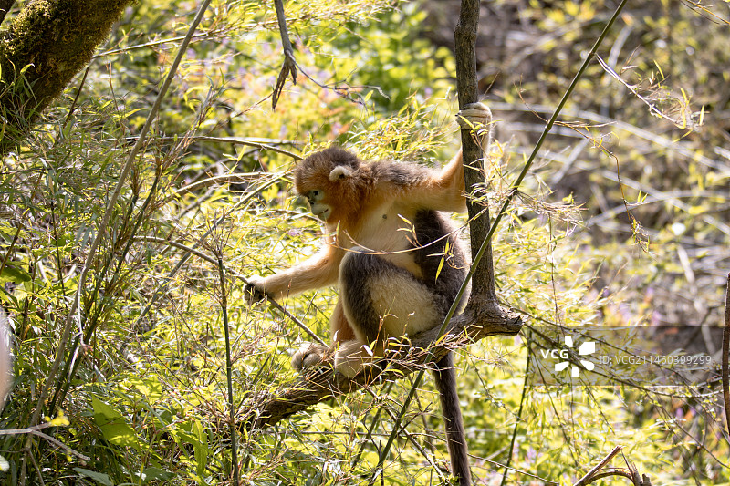 四川平武川金丝猴图片素材