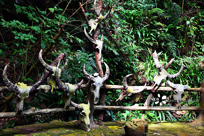 龙摩爷圣地~勐梭龙潭原始森林景区一隅图片素材
