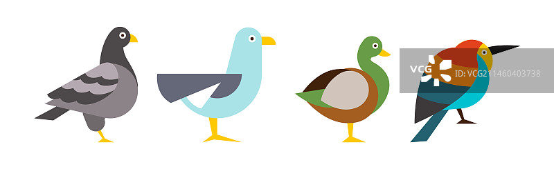 各种鸟类和禽类图片素材