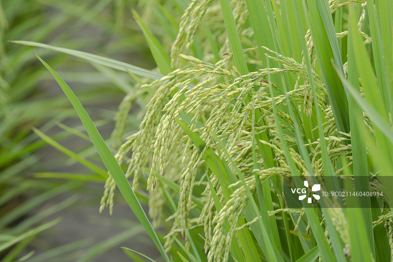 秋天尚未成熟的水稻图片素材