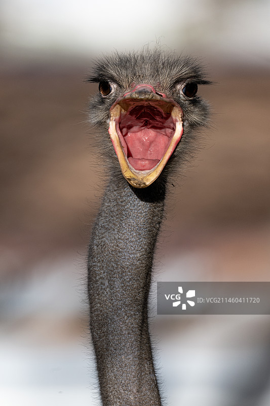 鸵鸟 吖！图片素材