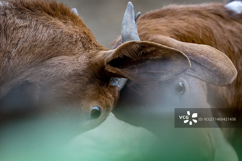 顶牛儿图片素材