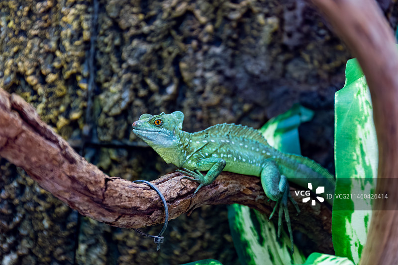 双冠蜥蜴图片素材