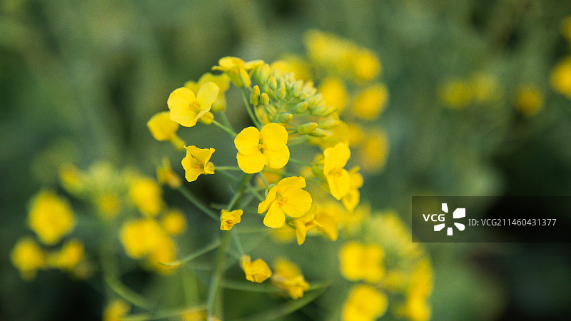黄色油菜花光影植物图片素材