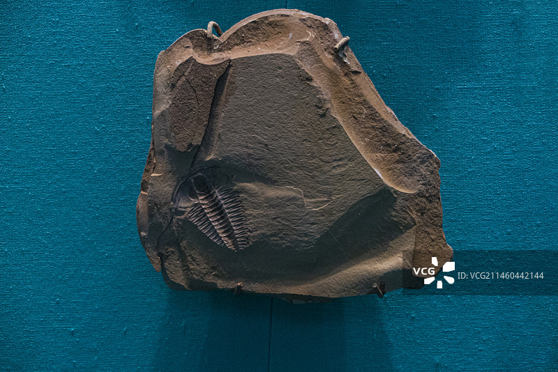 澄江化石地世界自然遗产博物馆，云南省自然博物馆，云南头虫，延长抚仙湖虫图片素材