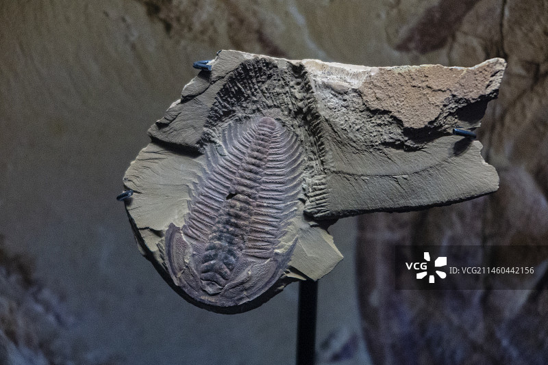 澄江化石地世界自然遗产博物馆，云南省自然博物馆，云南头虫，延长抚仙湖虫图片素材