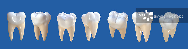 三维模型健康的牙齿牙科口腔医院模型3D图片素材