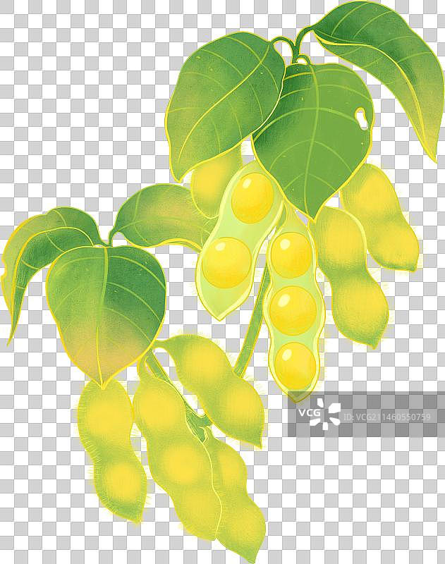 黄豆大豆植株豆荚叶子插画图片素材