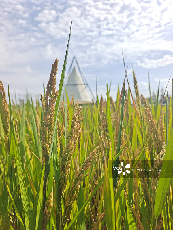 稻子熟了图片素材