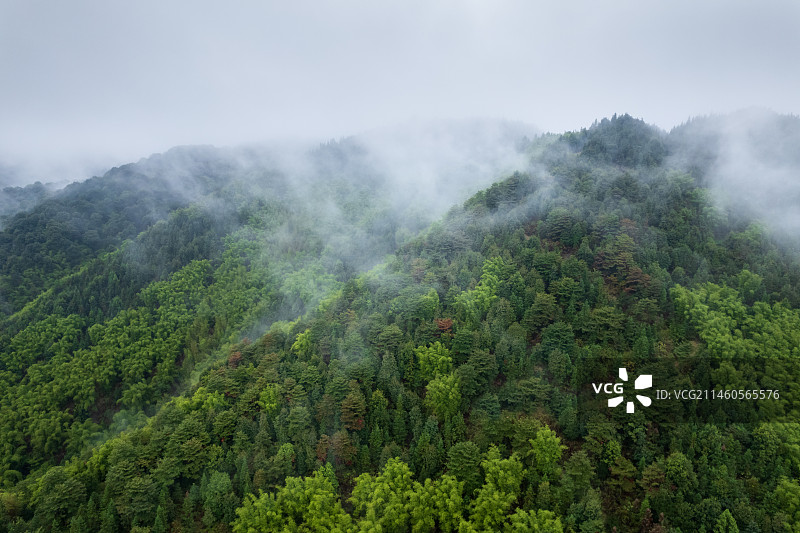 重庆虎峰山森林公园的云雾图片素材