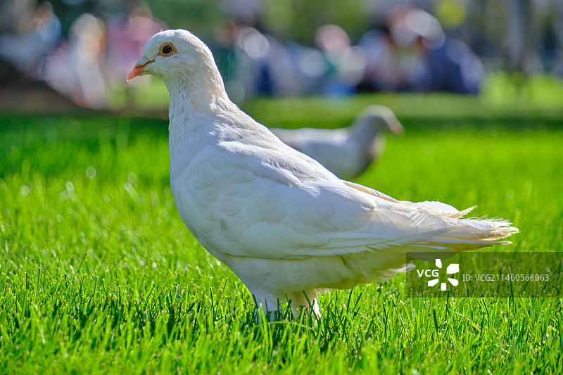 大连的鸽子图片素材
