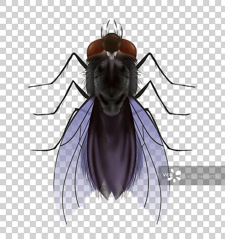 昆虫害虫苍蝇虫子病毒细菌携带生命健康安全元素插画图片素材