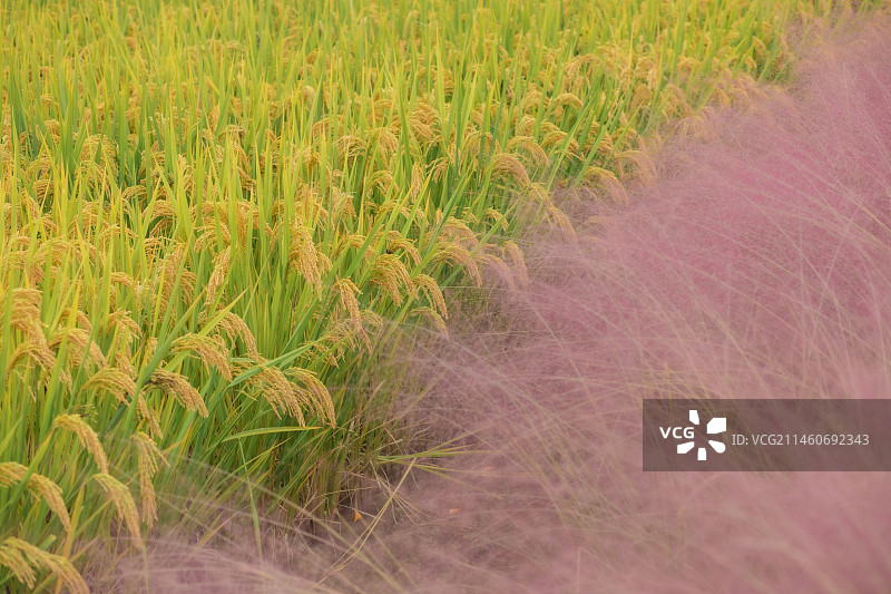 水稻与粉黛图片素材