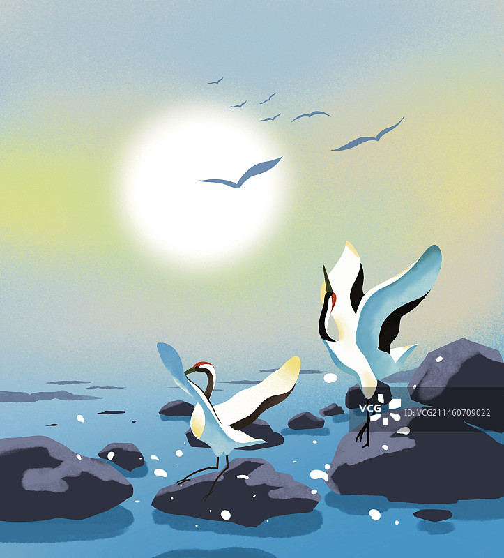 鹤 河边 鸟类 白鹭 河水图片素材