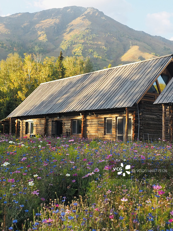 小木屋和小雏菊图片素材