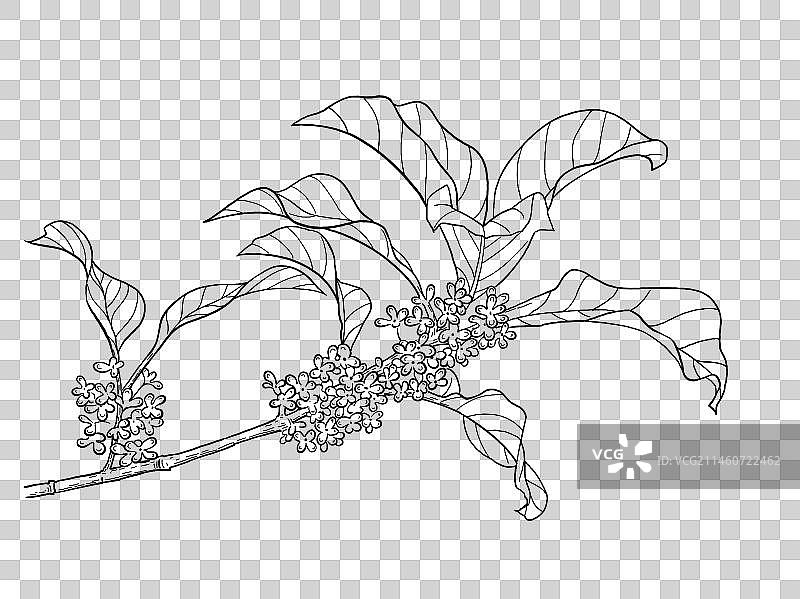 桂花 线描 线图 秋天 元素图片素材