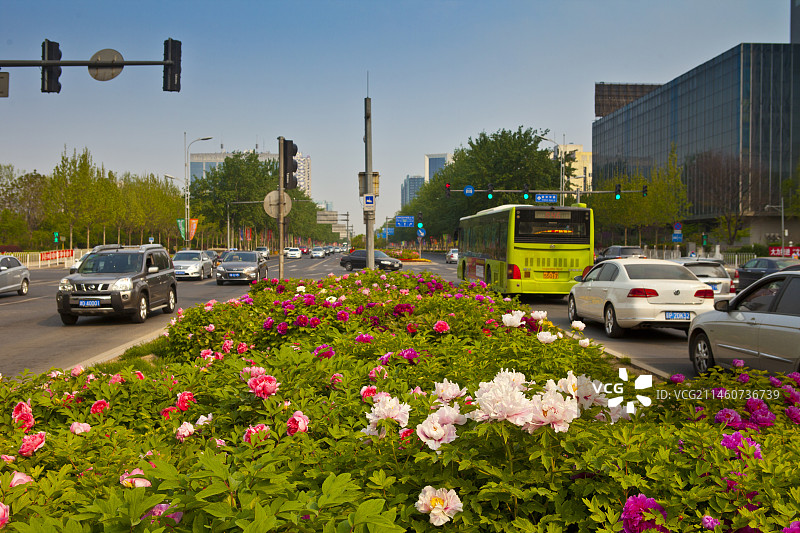 荣华路牡丹花图片素材