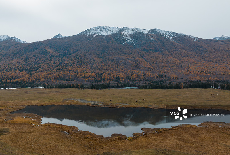 航拍新疆喀纳斯鸭泽湖秋景图片素材