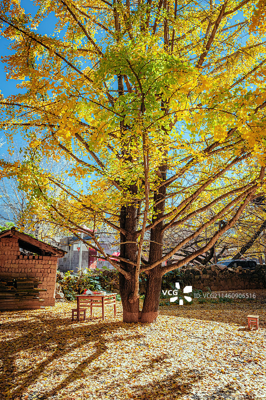 邂逅最美秋天——云南腾冲银杏村图片素材