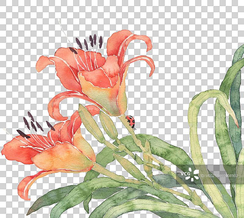 水彩插画 免抠图形元素 盛开的萱草图片素材