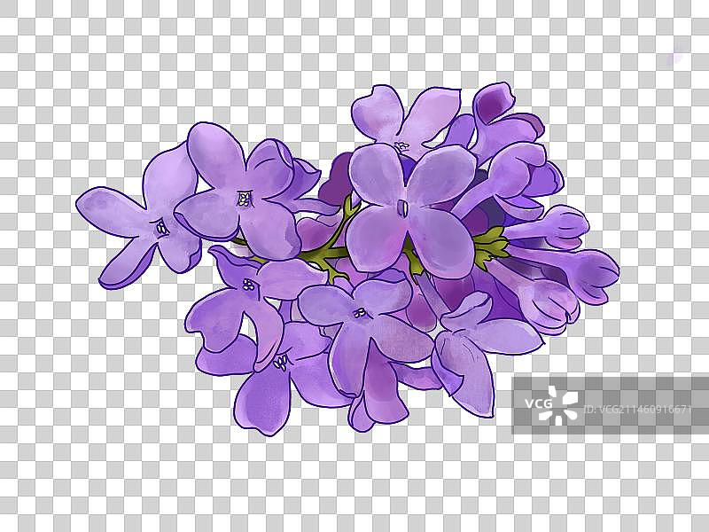 紫色丁香花图片素材