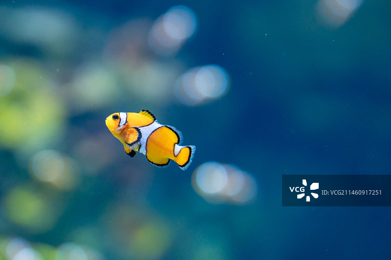 一条小丑鱼图片素材