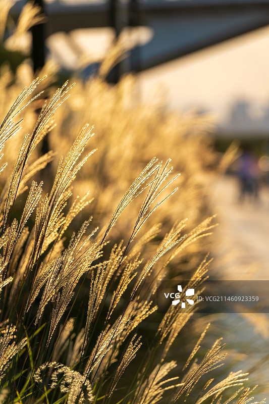 地芦苇生长的特写镜头图片素材