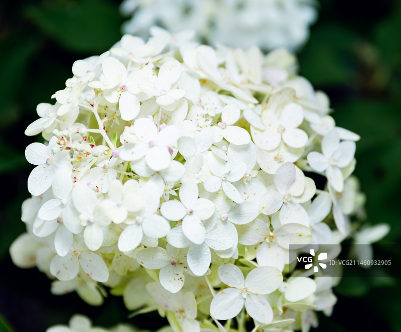 白色的花朵，微距拍摄图片素材