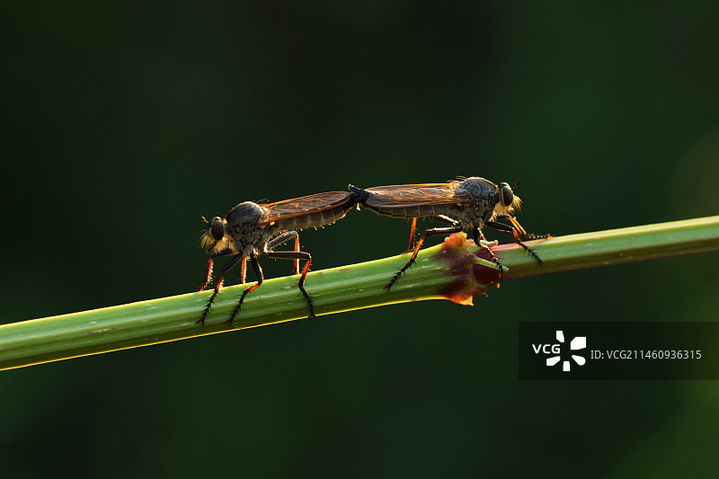 成对食虫虻图片素材
