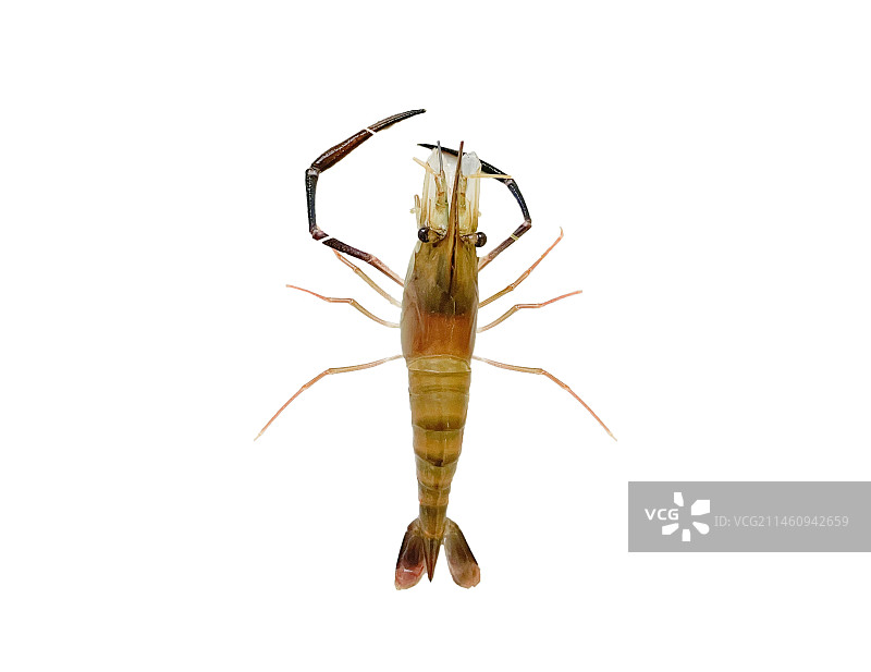 生带膏罗氏虾大头虾特写白底图图片素材