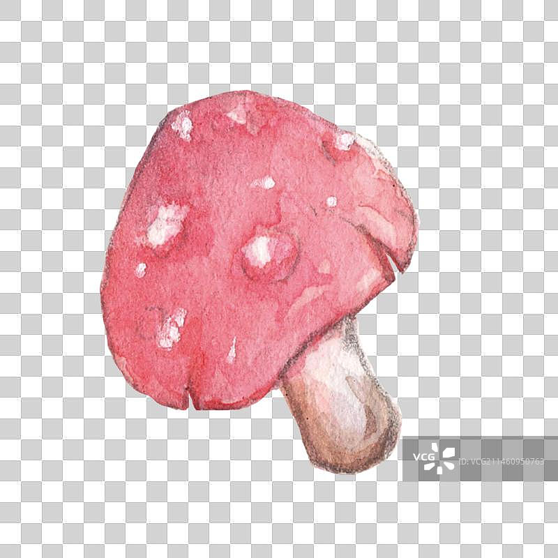 一颗雨伞状的香菇蘑菇图片素材